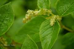 Aconogonon rumicifolium